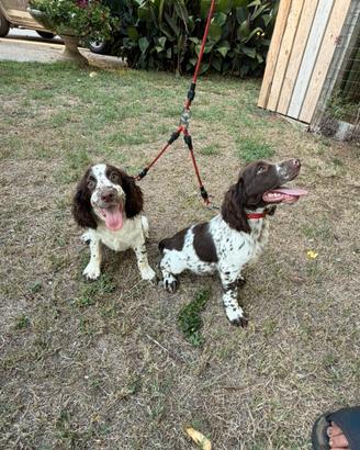 Springer spaniel