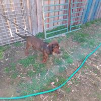 Dachsbracke
