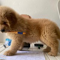 Golden retriever americani