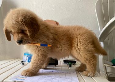 Golden retriever americani