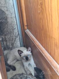 Gattina dolce e giocherellona