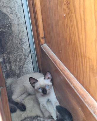 Gattina dolce e giocherellona