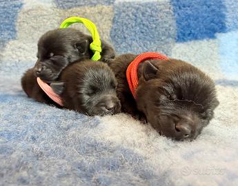 Schipperke