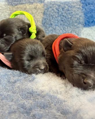 Schipperke