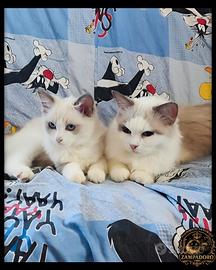 Ragdoll femmina con pedegree
