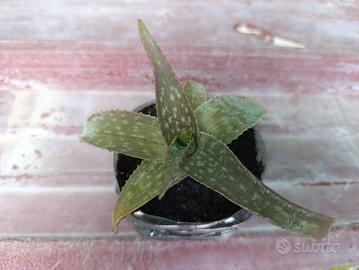 Aloe Maculata/Saponaria
