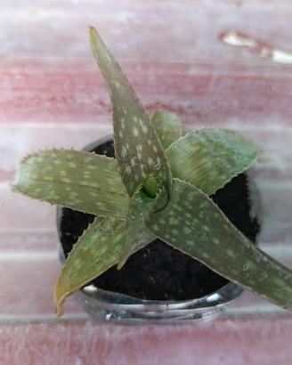Aloe Maculata/Saponaria
