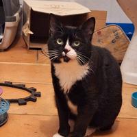 Ancora una settimana di stallo per Lucio e poi?