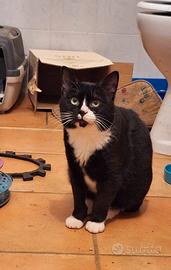 Ancora una settimana di stallo per Lucio e poi?