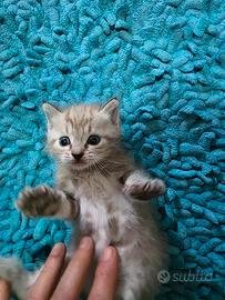 meravigliosi gattini