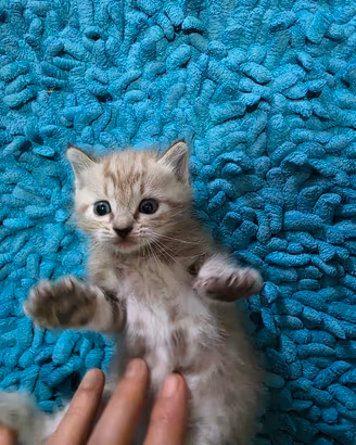 meravigliosi gattini