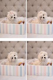 Maltese "mini toy" coreano disponibile subito