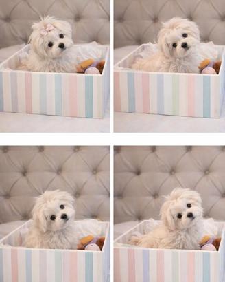 Maltese "mini toy" coreano disponibile subito