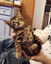 Gatti del Bengala