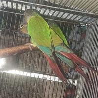 Pulli pyrrhura mollinae