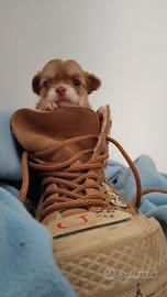 Chihuahua cuccioli maschi