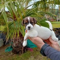 Cuccioli Jack Russell