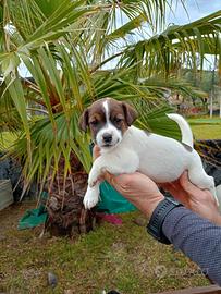 Cuccioli Jack Russell