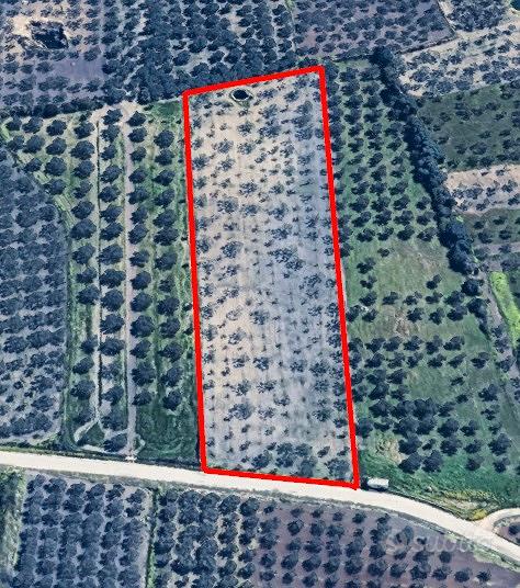 Mazara Del Vallo Terreno Agricolo Del Tipo Uliveto - Vista 4