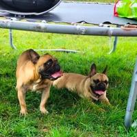 Bulldog francese femmina