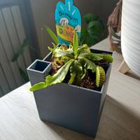 vaso per pianta carnivora