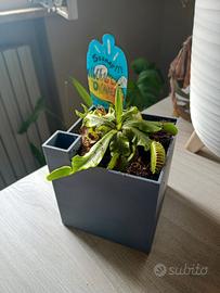 vaso per pianta carnivora