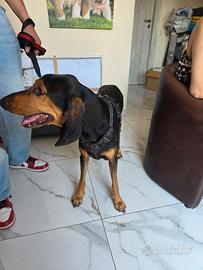 Bracco  