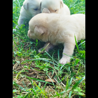 5 cuccioli di labrador ,colori misti