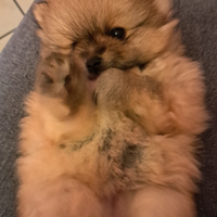 Volpino Spitz piccolo