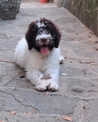 Cucciola Tartufo - Genitori Lagotto/Springer