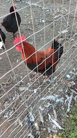 Marans