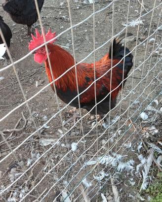 Marans