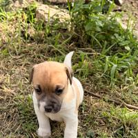 Cuccioli Jack Russel