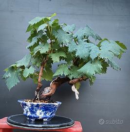 Bonsai 