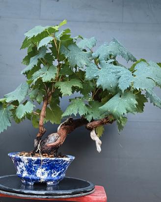 Bonsai 