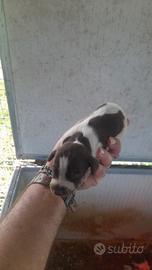 Bracco pointer