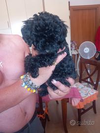 animali barboncini 