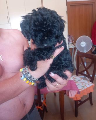 animali barboncini 