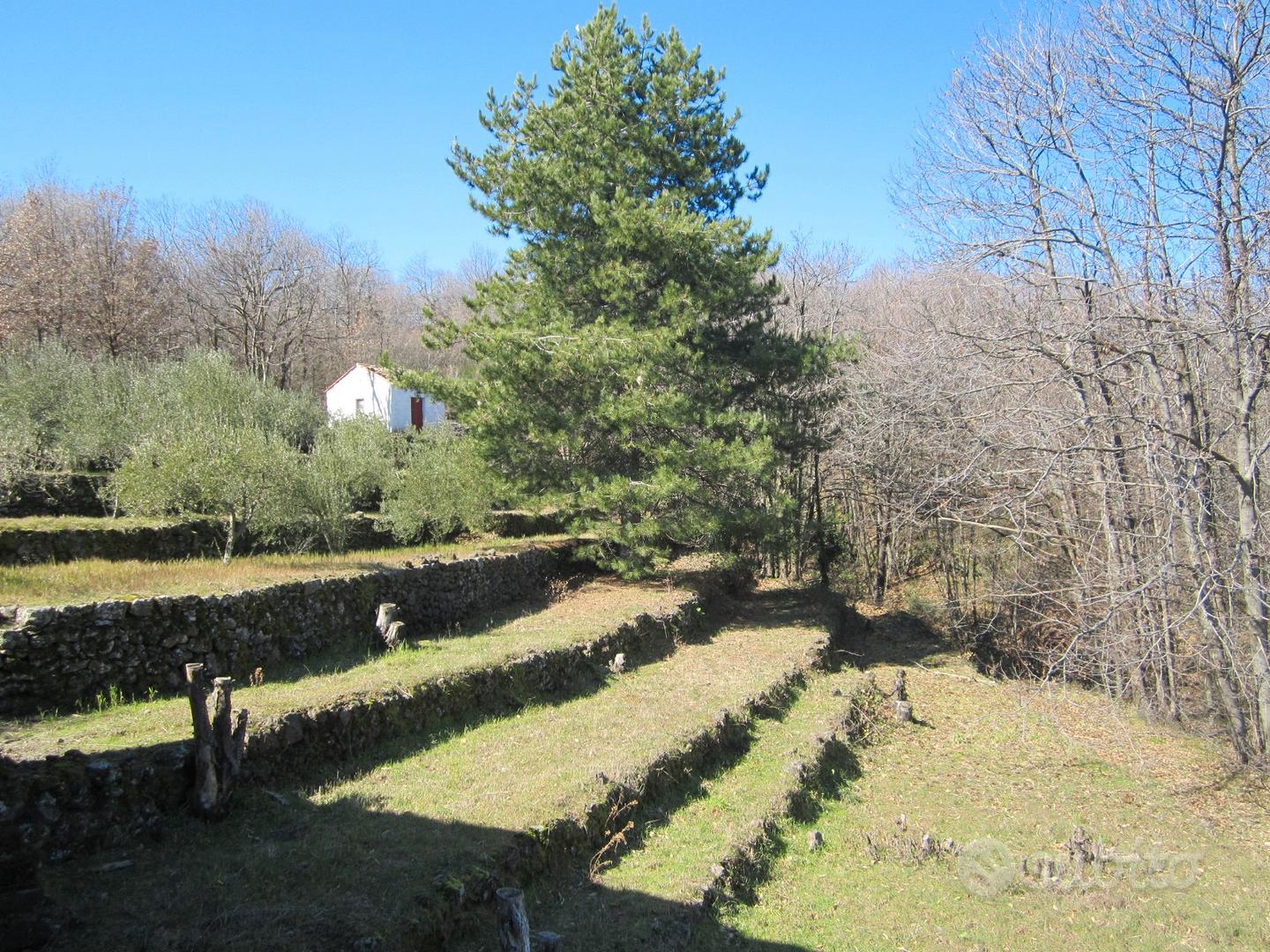 Linguaglossa terreno con vigneto - Vista 2