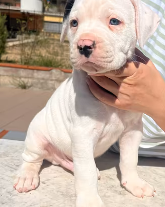 Cuccioli di American Bulldog