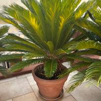 Pianta Cycas revoluta di 20 anni