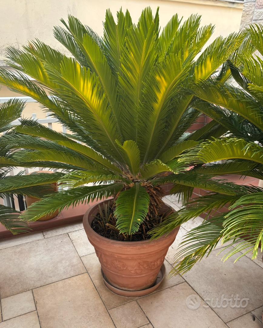 Pianta Agave Sisalana Artificiale con Vaso Nero H.76,5 cm