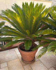 Pianta Cycas revoluta di 20 anni