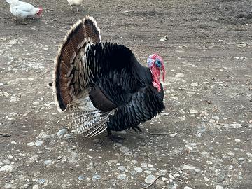 Tacchino maschio