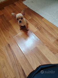 Chihuahua toy