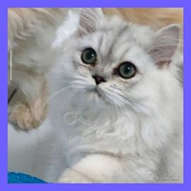 Gatti persiani ,gatti British, chinchilla silver