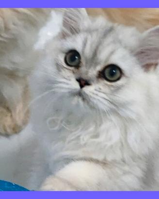 Gatti persiani ,gatti British, chinchilla silver
