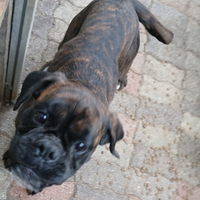 Boxer adulta