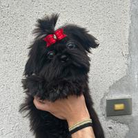 Cuccioli di Shih tzu