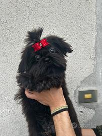 Cuccioli di Shih tzu